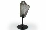 Fossil Sauropod Rib Section with Metal Stand - Colorado #383262-1